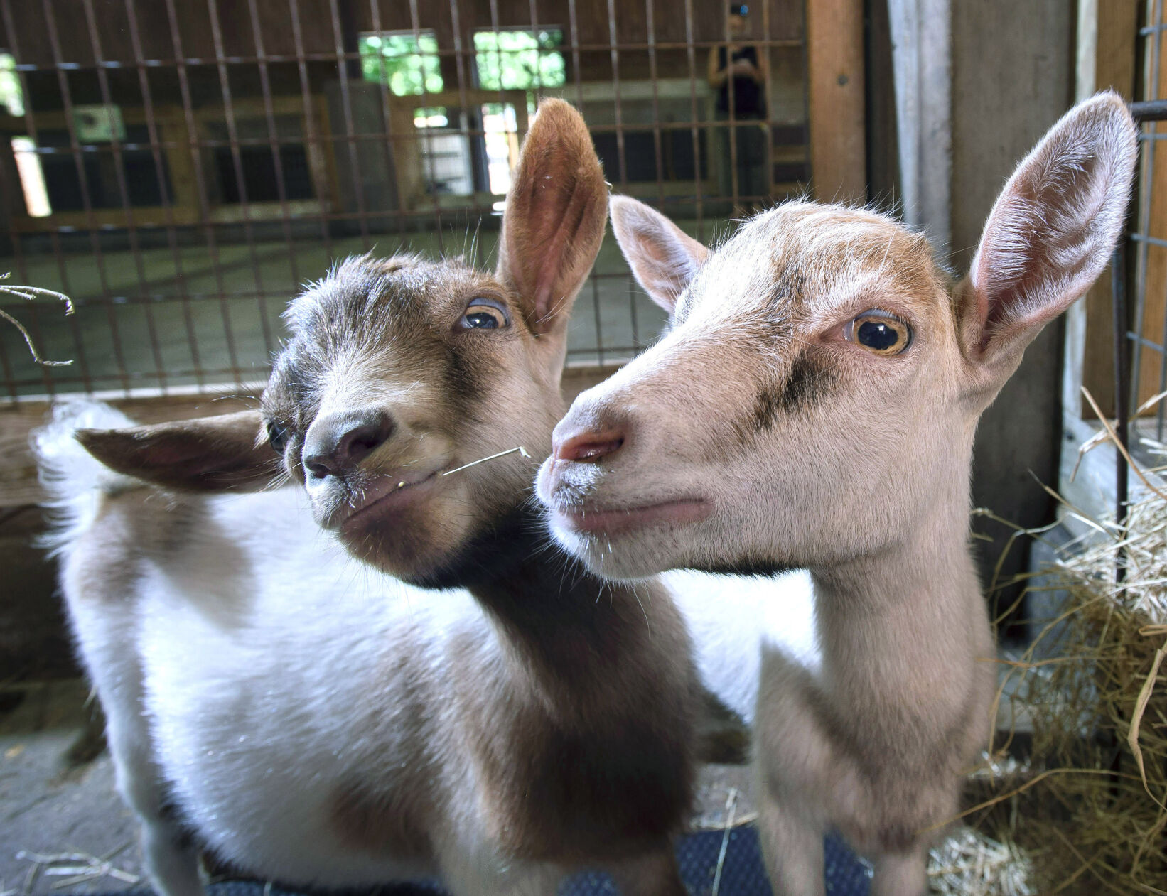 BR.wildartzoopygmygoats.adv TS 107.jpg